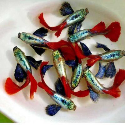 Cá 7 màu dumbo Red Tail 1 cặp trống – mái