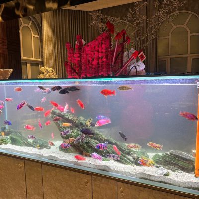 Bể Công Nghệ Mới - Mẫu 3