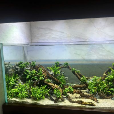 Bể Công Nghệ Mới - Mẫu 5