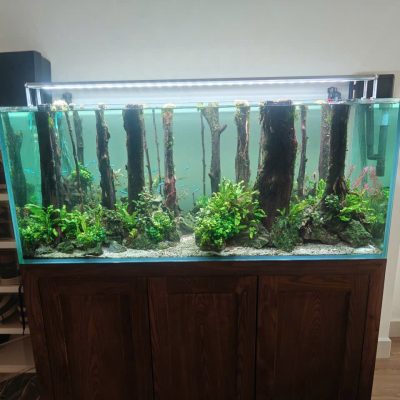 LAYOUT THỦY SINH - 01