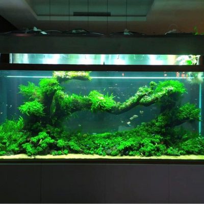 LAYOUT THỦY SINH - 03