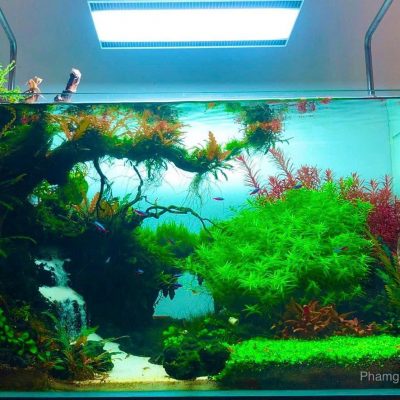 LAYOUT THỦY SINH - 05