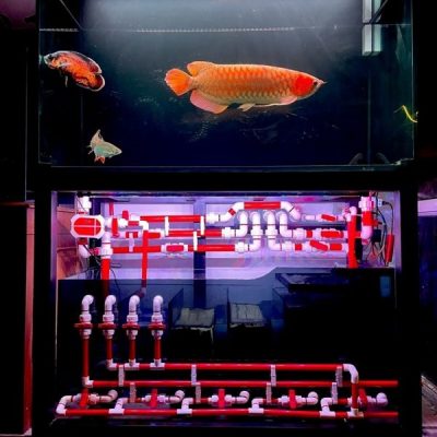 Bể Công Nghệ Mới - Mẫu 14