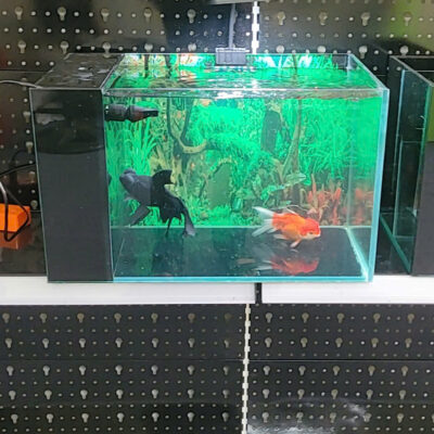 Bể Cá Lọc Vách Mini